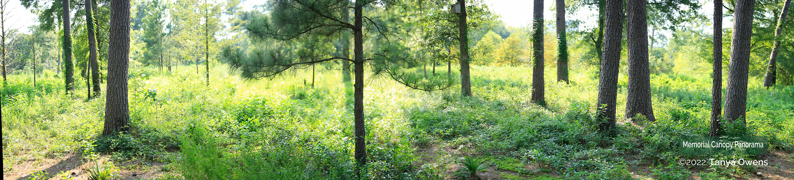 Panoramic view of a lush, sunlit wooded area in Memorial Park, Houston, featuring tall pine and deciduous trees towering over dense green undergrowth and shrubs illuminated by bright, filtered sunlight. Photographed by Tanya Owens